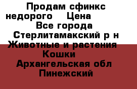 Продам сфинкс недорого  › Цена ­ 1 000 - Все города, Стерлитамакский р-н Животные и растения » Кошки   . Архангельская обл.,Пинежский 